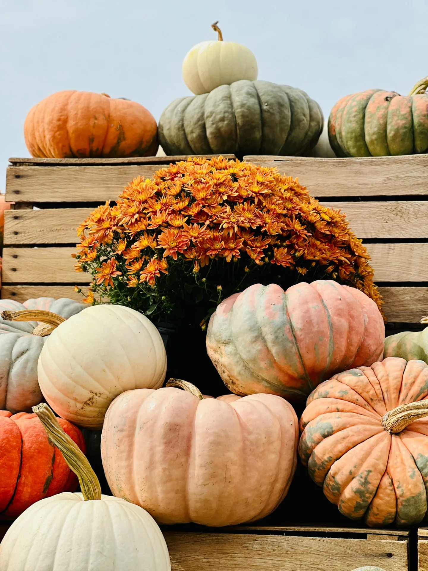 Heirloom pumpkins and an orange mum on wooden crates